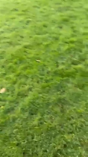 Marnie (was Sasha and often referred to as our swamp dog given her love for throwing herself into any dirty water she could find on every walk!) was not the easiest of dogs - she was a young German shepherd who had had no training or stimulation. She was also very reactive to other dogs which made walking her a challenge. But after several months and some training with her forever family look at her. She’s absolutely loving her life and we are so delighted for her and her family. ❤️🐾 | JLP Trus