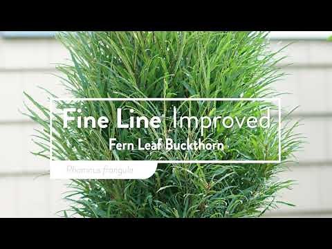 30 Seconds with Fine Line® Improved