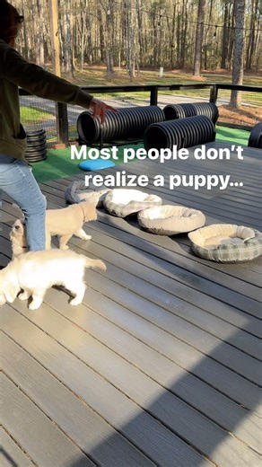11K views · 82K reactions | Working puppies (or your dogs) together...