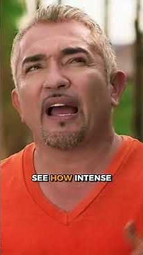 Calming an Over Excited Dog