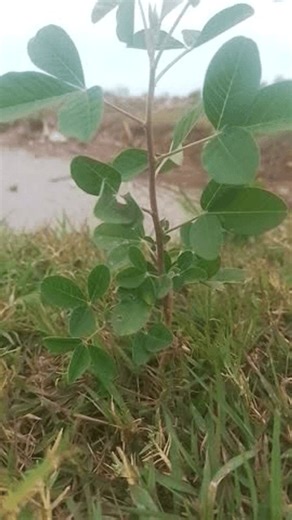 clip-3967822787-tree-leaves-swaying-wind-indramayu-west-java
