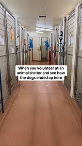 13K views · 3.3K reactions | All adoptable at @bfhumanesociety in Kennewick, Washington. | Julie Saraceno | Facebook