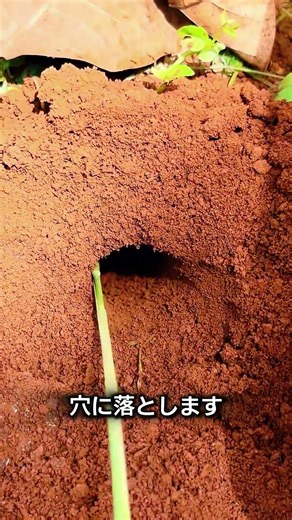 Using ants to catch bugs… this actually works!