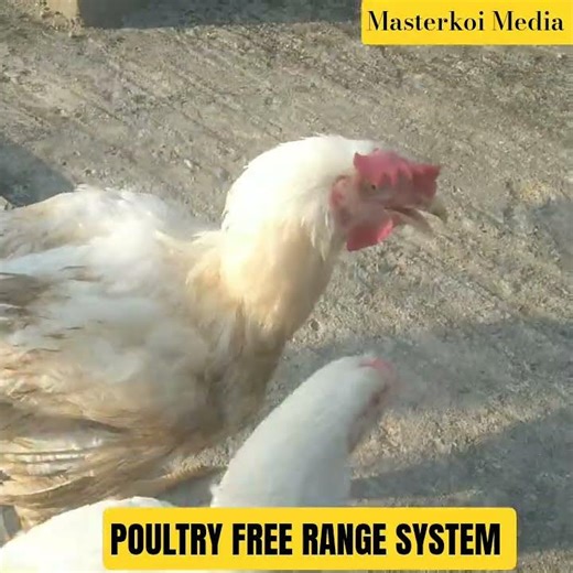 Free Range Poultry System #poultry #viral #poultryfarming #Broilers #chicken