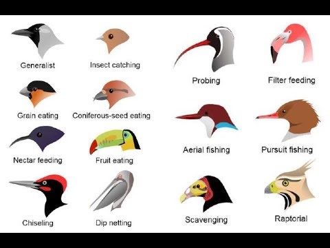 An Introduction to Birds and Birdwatching