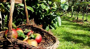 Agricultura biológica lança sementes do futuro