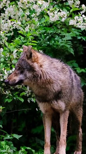 WOLVES FOR KIDS | Children learn about Wild Animals #shorts