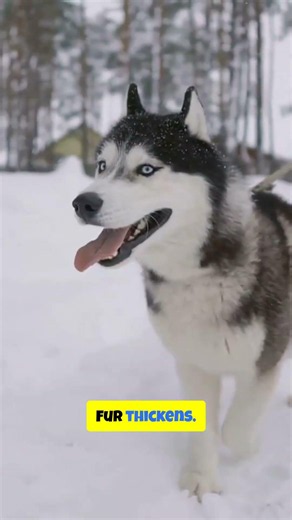 Pets vs Predators: Can Fluffy Survive Alaska?