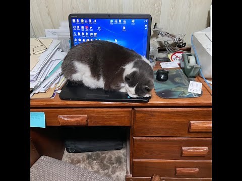 Funny Cats Compilation: Hours of Non Stop Laughs 10