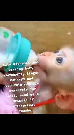 Finger Monkeys on TikTok