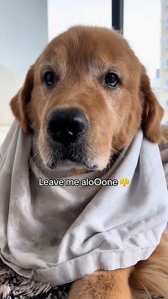 POV: Funny Golden Retriever's Introverted Day | Cute Dog Compilation