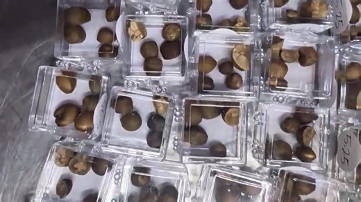 BEANS BEANS & more BEANS‼️🤗 We've got them ‼️ | Tummy Ache Candy Store