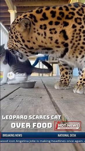 Breaking News: Pet Leopard Scares Cat Over Food – Angry Cat Fights Back Caught on Camera
