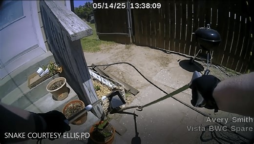 Backyard ‘rattlesnake’ turns out to be drama-loving bull snake