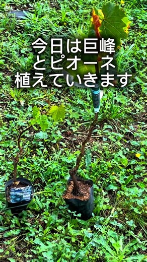 🔰ゼロから果樹園づくり｜ピオーネ・巨峰などのぶどうを植えました🍇