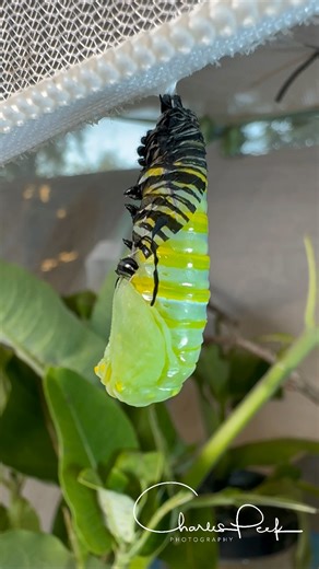 1.7K views · 79 reactions |  Witness the magic of nature!  Watch...