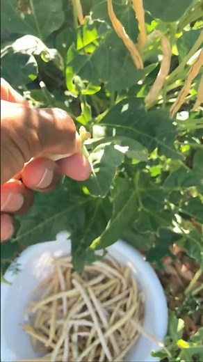 The sounds of our black-eyed peas harvest