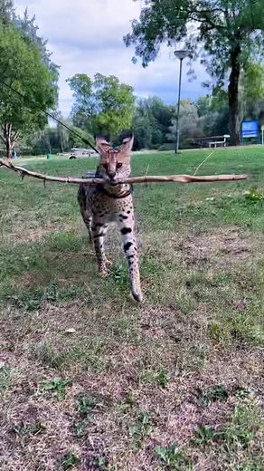 Serval Cats: Dog-Like Behaviors and Care Tips