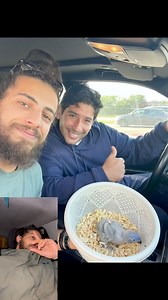 Lory rainbow | Kabo Parrots