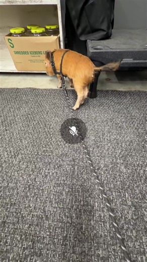 The Rusty Relic on Reels