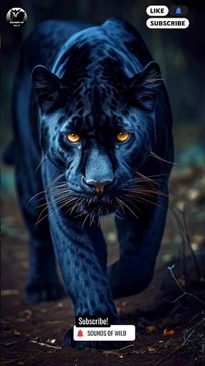 🐺 Black Panther Roaring Sound ||4K HD quality sound || Animals #shorts #animals #shortsvideo