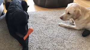 1.6K reactions · 334 shares | Who else fell in love with Olive and Mabel during lockdown this year?  They're now at the centre of a beautifully written and hilarious book that's the perfect antidote for 2020. | Text Publishing | Facebook