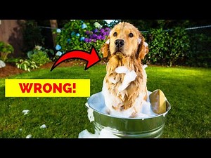 Get Rid of Dog Odor with THIS Trick!