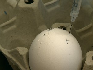 Intranasal Administration of Recombinant Influenza Vaccines in Chimeric Mouse Models to Study Mucosal Immunity