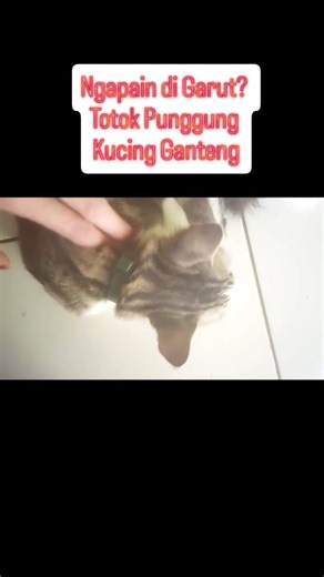 ‎Maryam مريم 𓂆‎ on Instagram: "hehehe... #totokpunggung #kucingganteng #garutselatan"