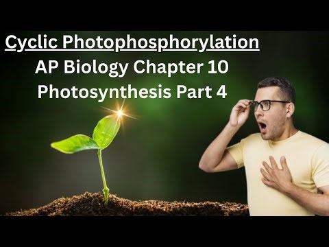 Cyclic Photophosphorylation - AP Biology Chapter 10 Photosynthesis Part 4