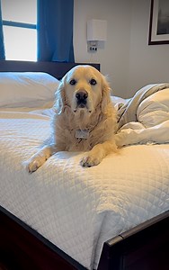 Dis Bubba wanna sleep in. #sleeping #beautysleep #nottoday #beach #bubbacini | Along Came Polly, Rosie and Bubba