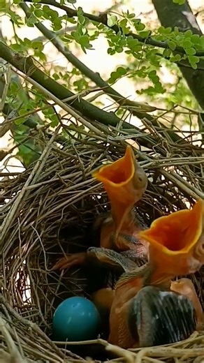 8.7K views · 71 reactions | [ E#882 ] - Review bird nest family daily life in their nest | Review mother birds bring food to feed her chicks in the nest!! #reviewbirdnest #birdslover #naturelovers #birdsounds #birdschirping #birdsofinstagram #birdlife #birds #birdswatching #birdsnest #wildbirdsphotography #birdsforest | Bird Plus Nature | Facebook