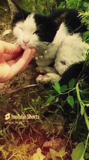 A cat receiving affection for the first time 🥹🕊️