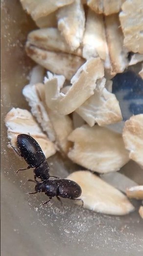 Beetle Care for Beginners | Simple Box Setup Using Oats & Potato