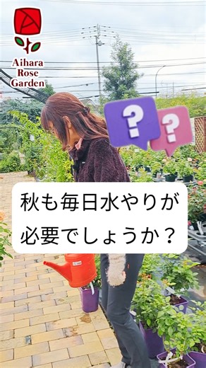 相原バラ園 on Instagram: "「秋も毎日水やりが必要でしょうか？」 急に寒くなりましたね。雪のニュースにも驚いています。 水やりはだんだん減らしていって大丈夫です。 持った感覚と、表土の乾き具合を覚えるのにちょうどいい時期です。 土との会話をしてみてね❤️ 水やりの間隔はあけても、与える量は、鉢底から流れ出るくらい、です。これ大事😊 バラの育て方はＨＰのこちらもご参照くださいね https://www.i-rose.net/user_data/method #相原バラ#相原バラ園#roses #バラ#愛媛県#愛媛#松山市#松山#ガーデニング#バラ好きとつながりたい#お庭づくり#お庭#お庭のある暮らし#お花のある暮らし#ガーデニング大好き#庭いじり#庭づくり#庭#庭のある暮らし#バラの育て方#バラの管理 いつもご覧いただきありがとうございます。 コメントお待ちしてます。 現在インスタでのメッセージ、DMでのやり取りは致しておりません。 ご質問や気になる植物などがありましたら、お手数ですがお店までご連絡をお願い致します。"