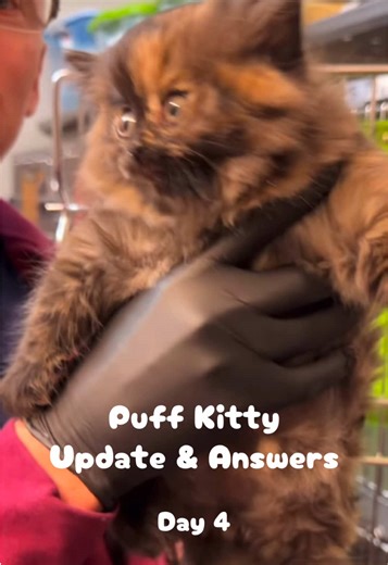 Update! Zoe is still with us and no longer Miss Puffy Kitty. Make sure to check out the shelter’s socials! Show them some love. 🐾 art by @zeppelinmoon #kitty #vetmed #adoptdontshop #puffkitty @PS ANIMAL SHELTER