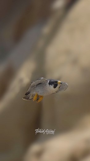 1M views · 48K reactions | Awesome Peregrine Falcon in action compilation. . . . #falcon #peregrinefalcon | Ta2020photography | Facebook