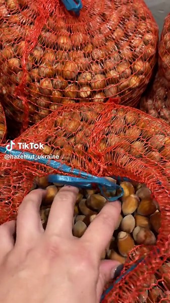 #фундук #фундуковийсад #фундук🌰 #фундукукраїна #вирощуванняфундука @k.irishka