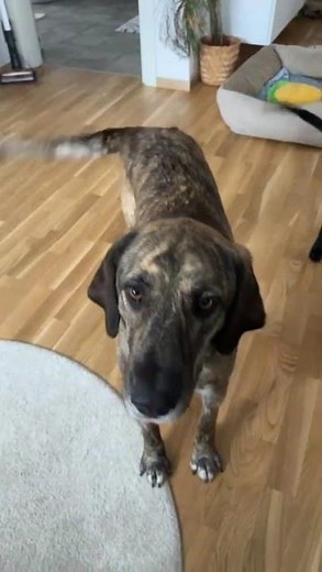 Leyla - Hunde in Not aus dem Tierschutz - suchen ein Zuhause