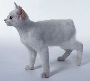 Manx cat - Alchetron, The Free Social Encyclopedia