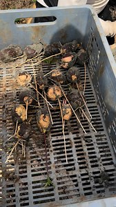 480K views · 6K reactions | Errores comunes a la hora de trasplantar aguacate !! Como se debe seleccionar las semillas de 陋? | Agro-Injertos Jaiver | Facebook