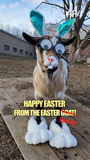America's Funniest Home Videos on Instagram: "Happy Easter from AFV and the Easter Goat Bunny Thing 🐐🐰 #afv #easter #funny"