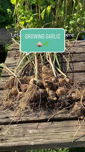 Harvesting Home Grown Garlic | Growing Tips