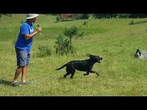 AKC SR Hunt Test Lexus