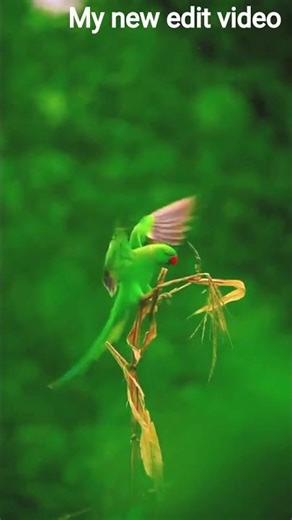 ❤️🦜 #चांद _की_ चांदनी_ आसमान _की _परी 🧚शायरों _के_ लिए _तू_ है_ एक_ शायरी #viral #shorts #reels#like