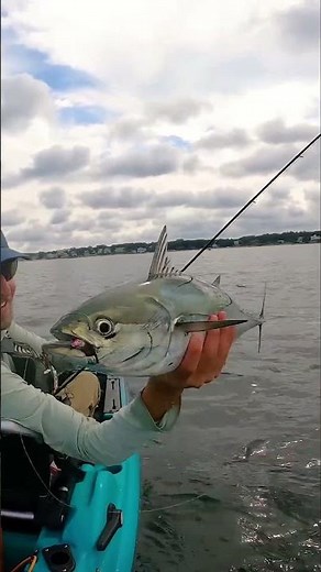 Epic Kayak Fishing For False Albacore #kayakfishing #epic