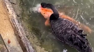 Bizarre video shows black swan feeding koi fish