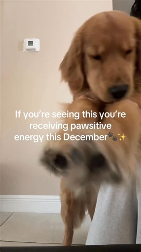 Golden retriever | Milly on Instagram: "Sending positive toe beans - - #goldenretriever #dogsofinstagram #puppy #goldenpuppy #goldenretrieverpuppy #puppiesofinstagram #goldenretrieverlife #goldenretrieversofinstagram #puppylife #dog"