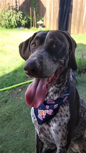 or German Shorthaired Pointer GSP Panzer... 🫣😏🐶 #shorts #ytshorts #viral #trending