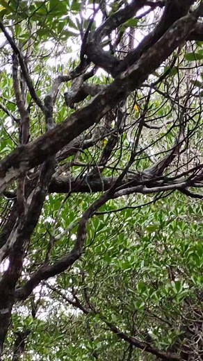 Just another walkthrough..🌱🌳✨ 📍 Diniog Beach Dilasag,Aurora #Diniog #AbiagTiDilasag #CanawerBeach #TourismDilasag #DilasagAurora #HaileyBeachResort | The Archie Traveler